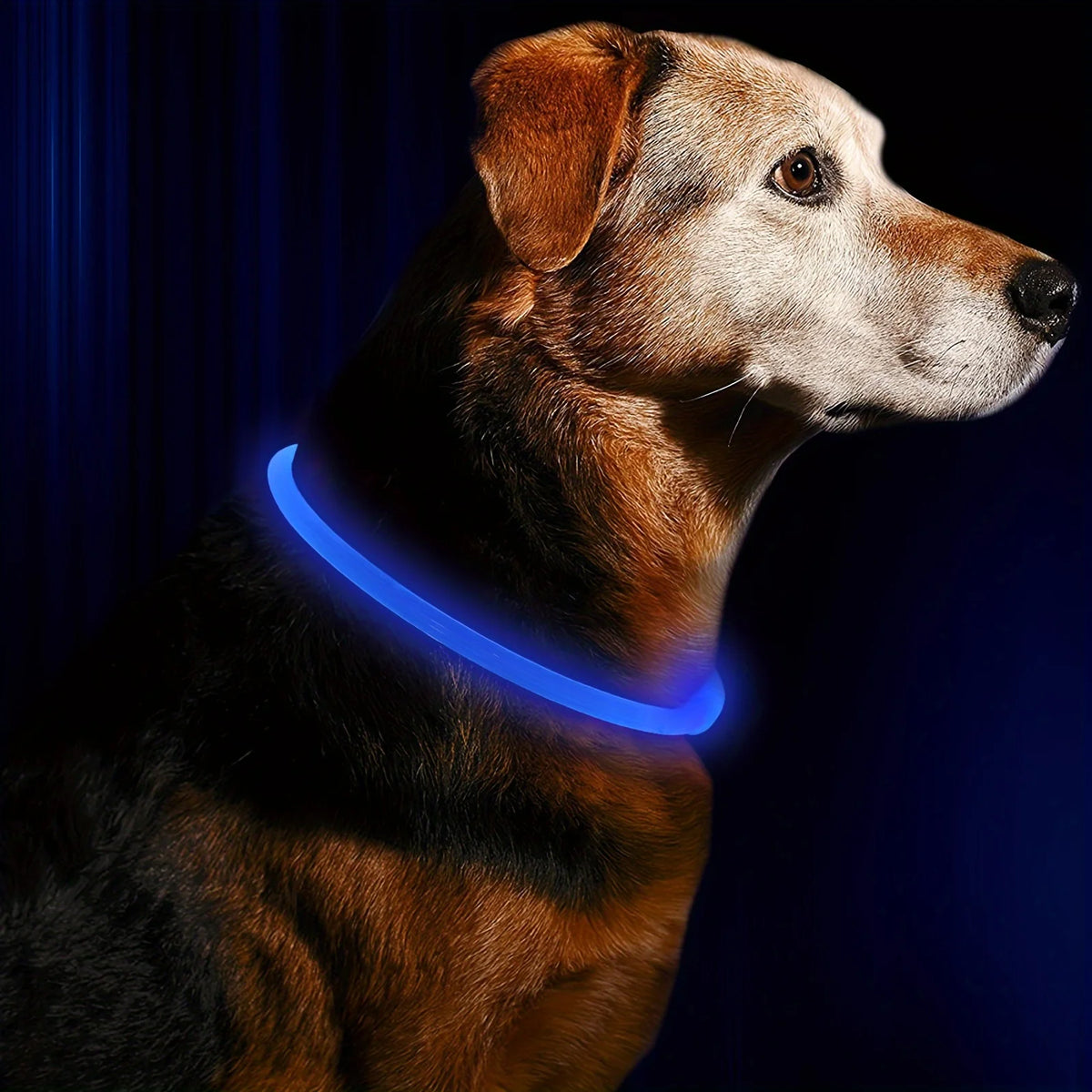 Collar LED Luminoso Recargable USB Antipérdida para Perros
