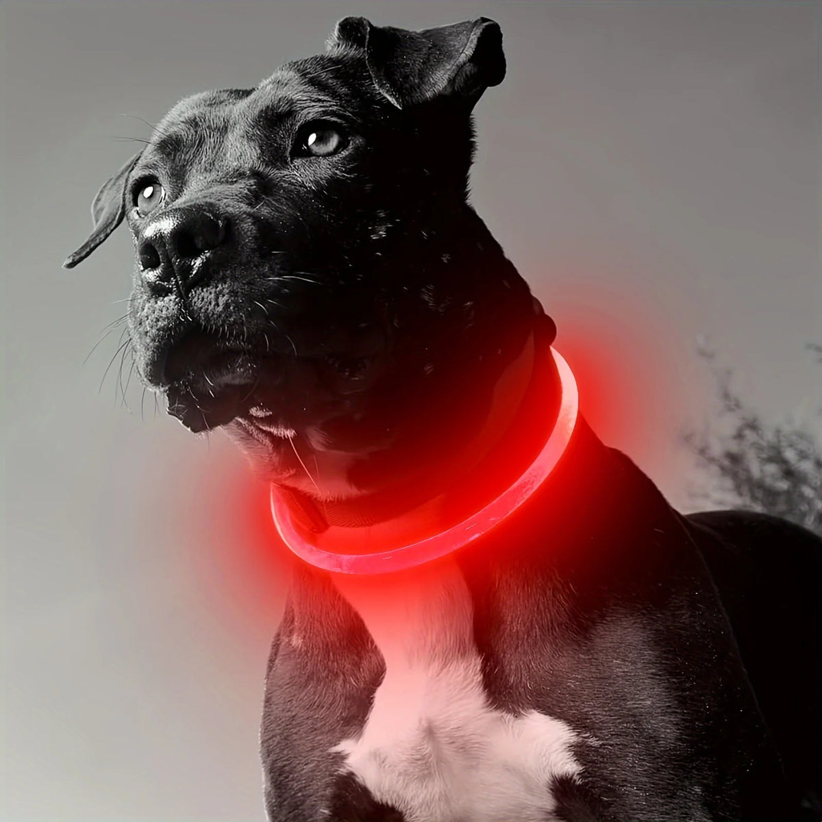 Collar LED Luminoso Recargable USB Antipérdida para Perros